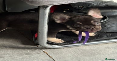 French Bulldog dogs - Advert 2