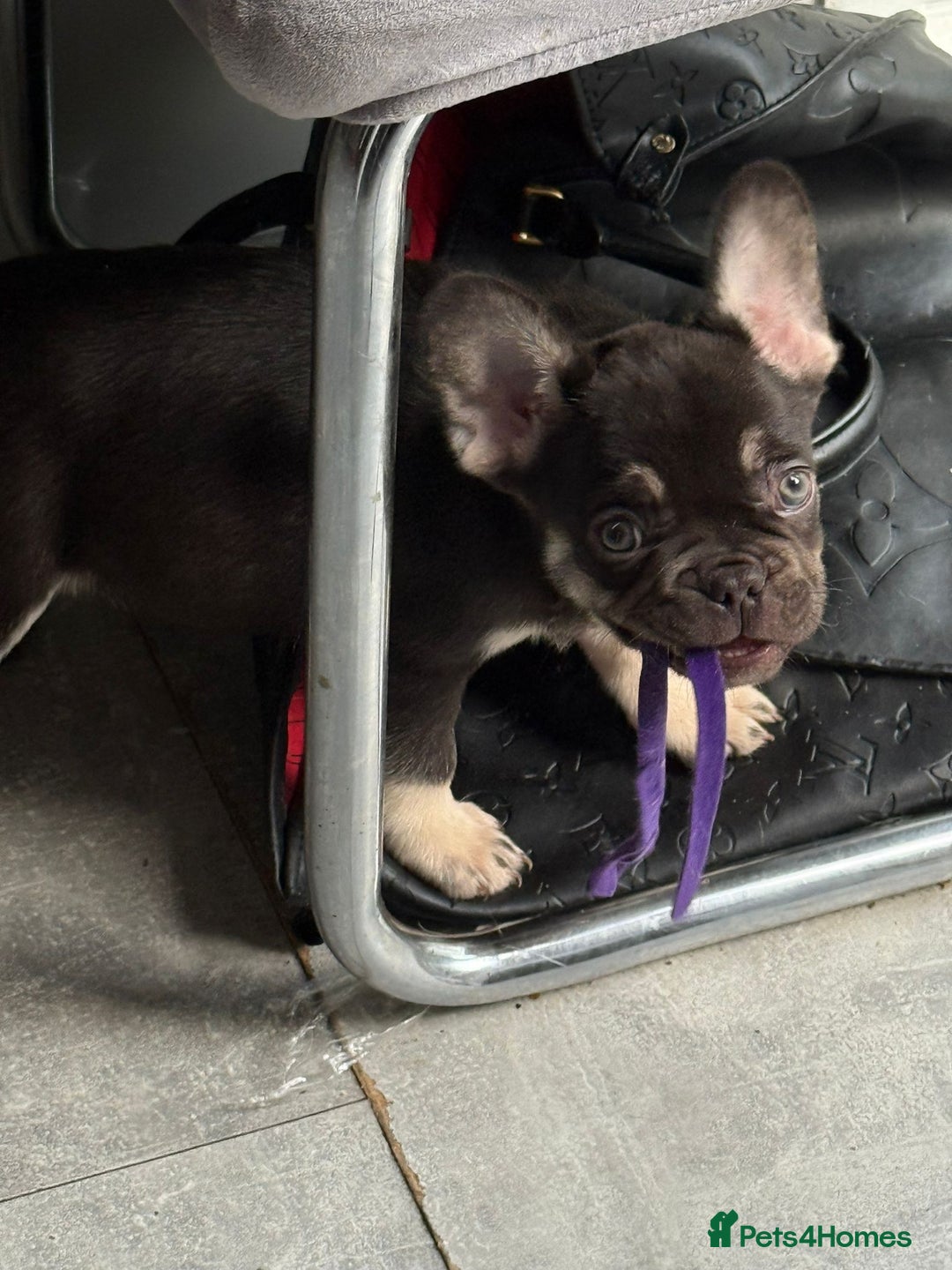 French Bulldog dogs for sale: Pedagree & KC registered French bulldog - Image 2