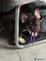 French Bulldog dogs - Advert 7