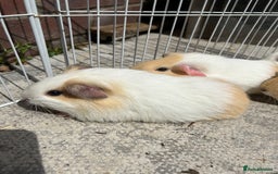 Guinea Pig rodents for sale: Guinea pigs for sale - Image 3