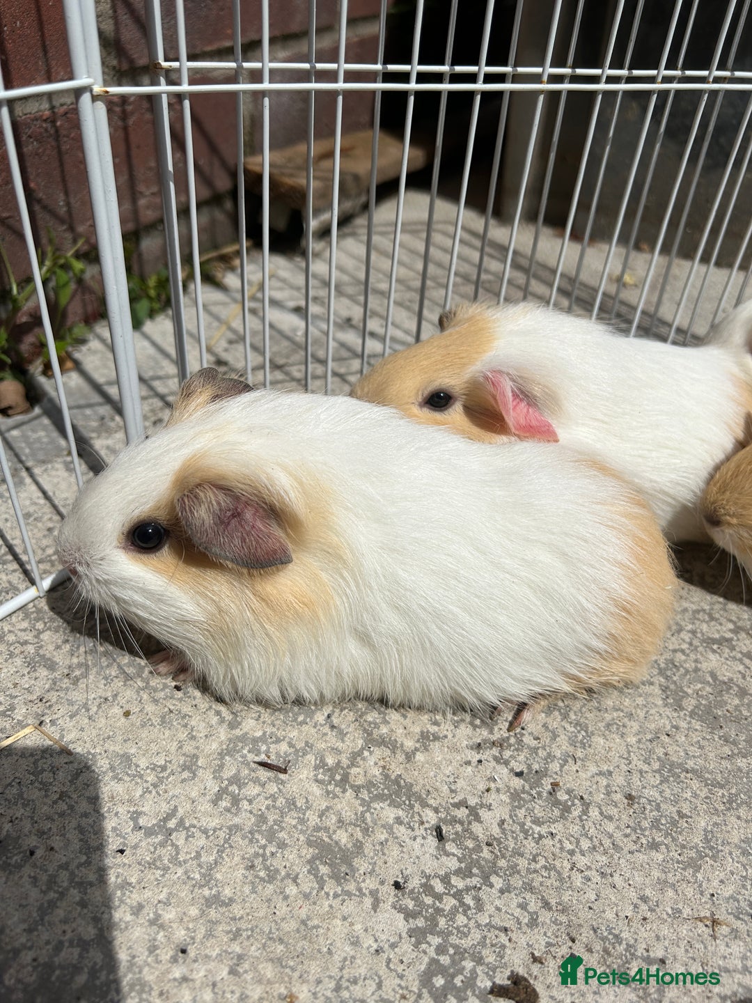 Guinea Pig rodents for sale: Guinea pigs for sale - Image 3