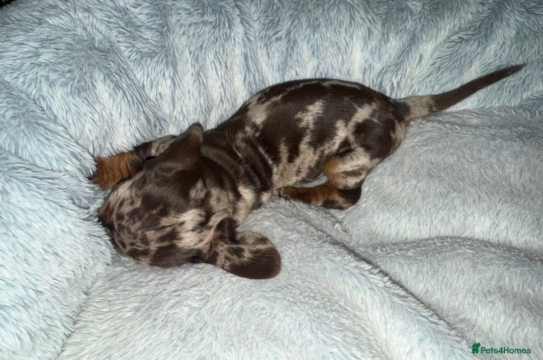 Miniature Dachshund dogs for sale: KC- Small Smooth Min Dachshund £1800  - Advert 4