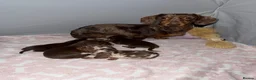 Miniature Dachshund dogs for sale: Miniature dachshund puppies  in Ashford - Advert 14