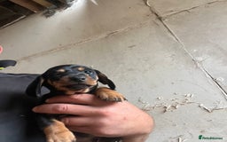 Dachshund dogs for sale: Miniature dachshund - Image 4
