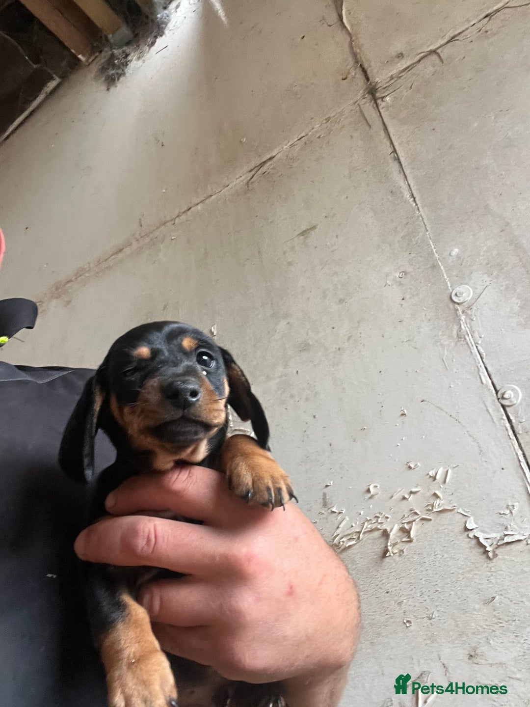 Dachshund dogs for sale: Miniature dachshund - Image 4