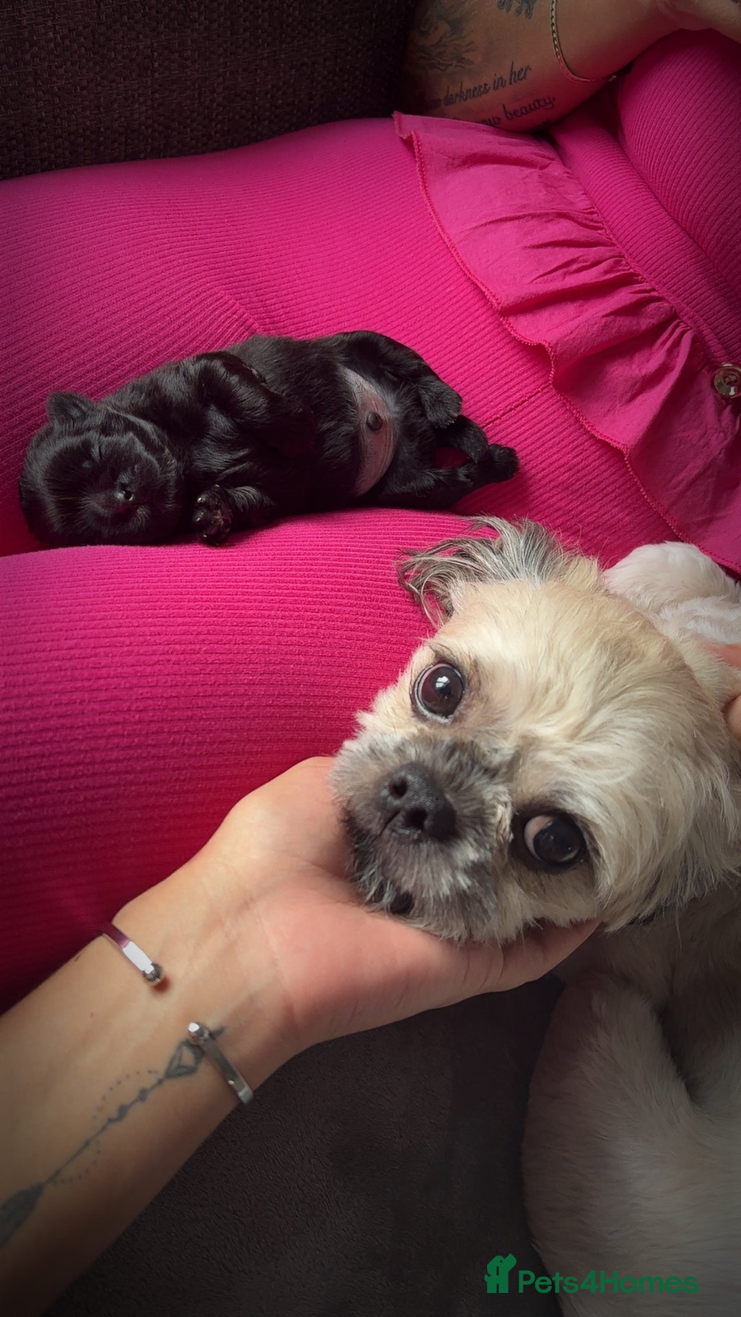 Shih Tzu dogs for sale: Bear 🐻  - Image 13