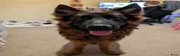 German Shepherd dogs for sale: Chase  in Uxbridge - Advert 2