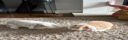 Mini Lop rabbits for sale: Two mini lops  in Chester - Advert 5