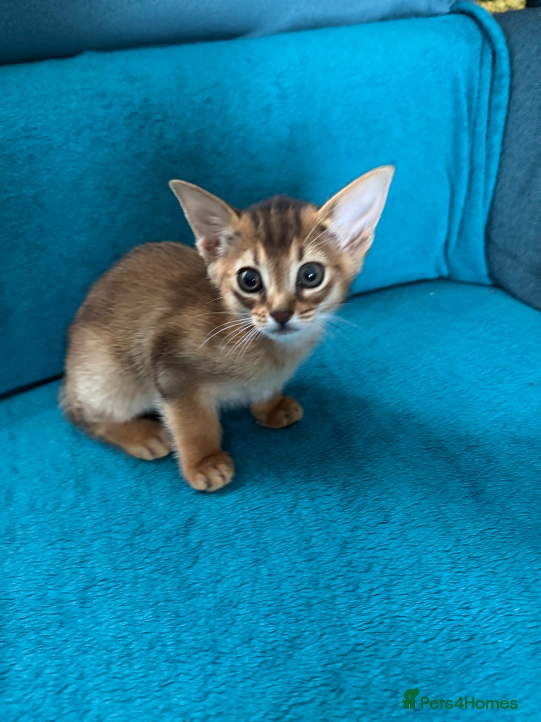 Abyssinian cats for sale: Last Pedigree abbysinian girl left! - Image 19