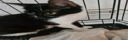 Mixed Breed cats for sale: Black cats  - Advert 6