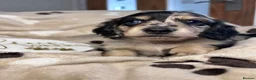 Miniature Dachshund dogs for sale: 🖤 SILVER DAPPLE & CREAM LONGHAIR BOY🖤  - Advert 36