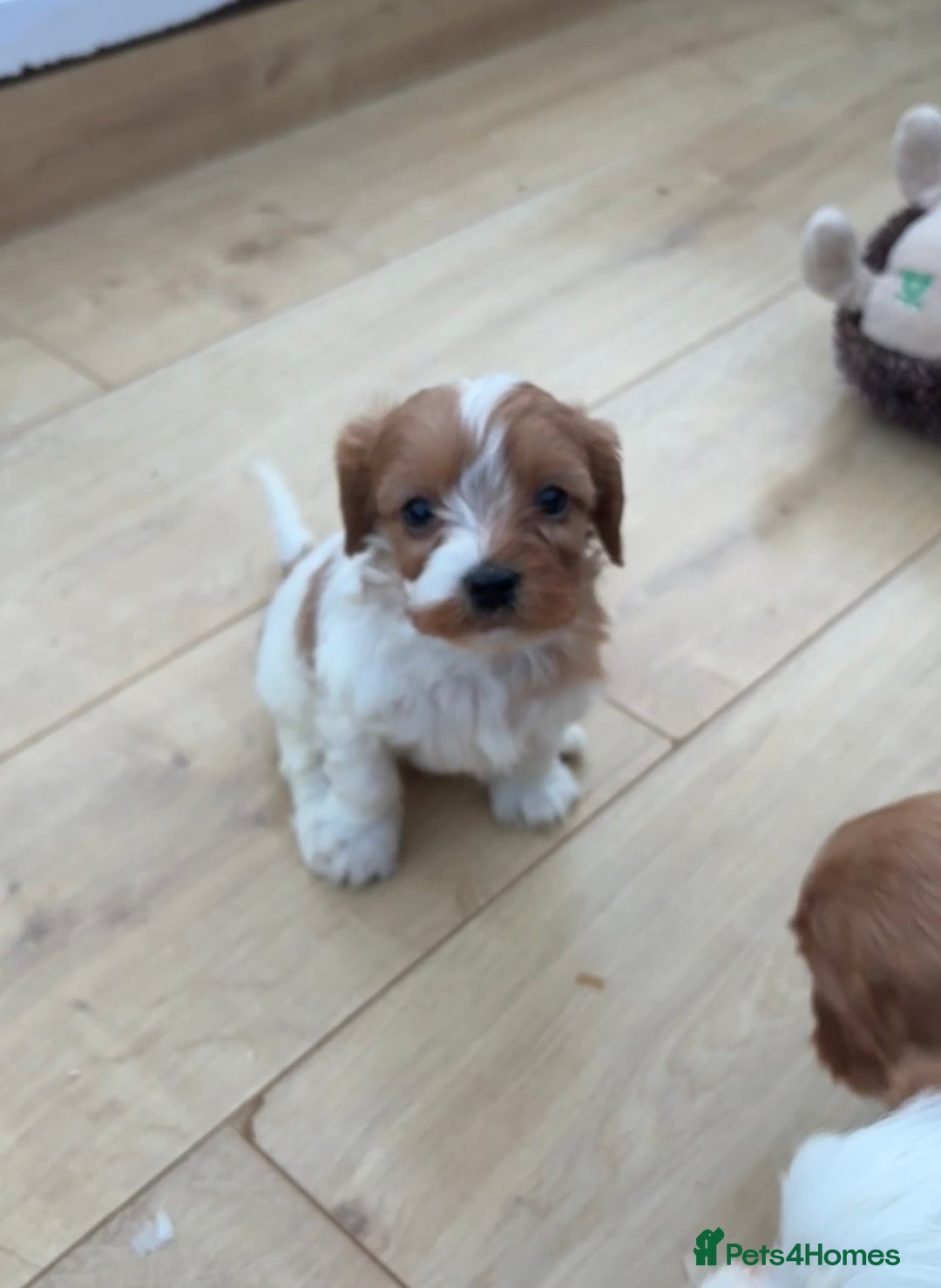 Cavapoochon dogs for sale: Stunning Litter of DNA tested Cavapoochon pups - Advert 3