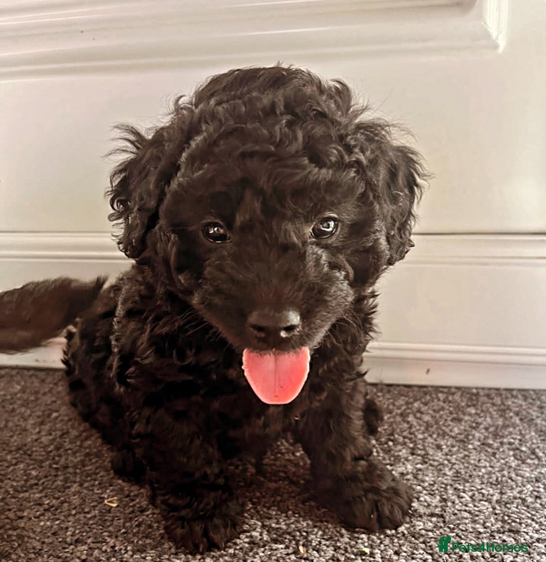 Cockapoo dogs for sale: Lucky  - Image 18