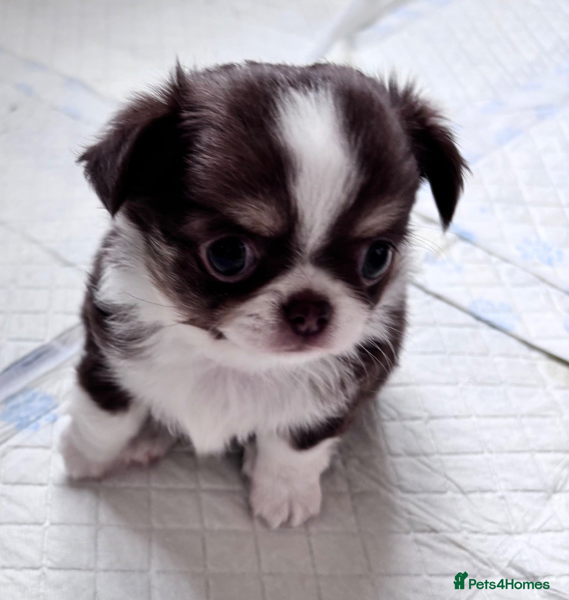 Chihuahua dogs chocolate tri long coat chihuahua puppies  - Advert 1