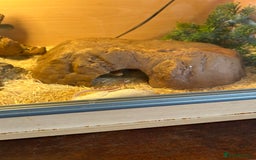 Corn Snake reptiles for sale: Corn snake for sale - Image 7