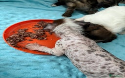 Chinese Crested dogs for sale: HHL Chinese Cresteds  - Image 3