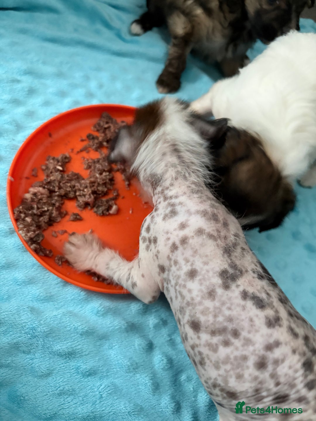 Chinese Crested dogs for sale: HHL Chinese Cresteds  - Image 3