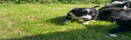 Border Collie dogs for sale: 5 Border Collie Pups  - Advert 12