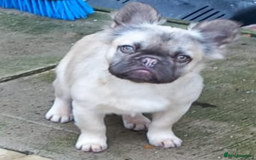 French Bulldog dogs for stud: New shade fluffy merle  in Sheffield - Image 32