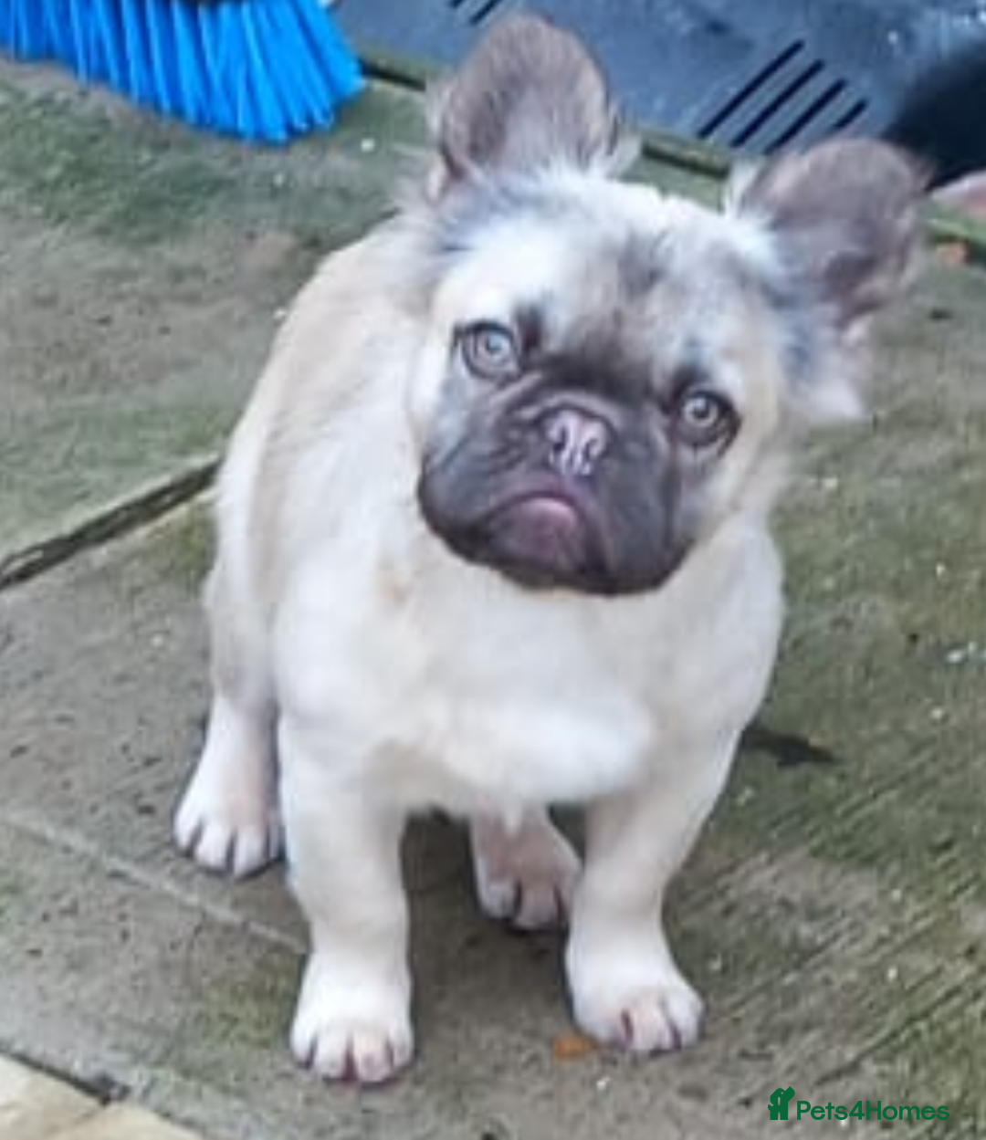 French Bulldog dogs for stud: New shade fluffy merle  in Sheffield - Image 32