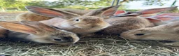 Continental Giant rabbits for sale: Middleton Meadows Giant continental Yellow Buck - Advert 3