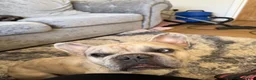 French Bulldog dogs for sale: Beautiful French Bulldog Puppies  in Deal - Advert 37