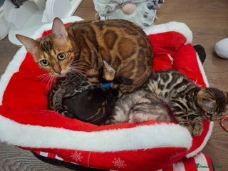 Bengal cats Absolutely stunning pure bengal kittens - Advert 1