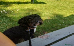 Cavapoo dogs for stud: Cavapoo for stud - Image 3