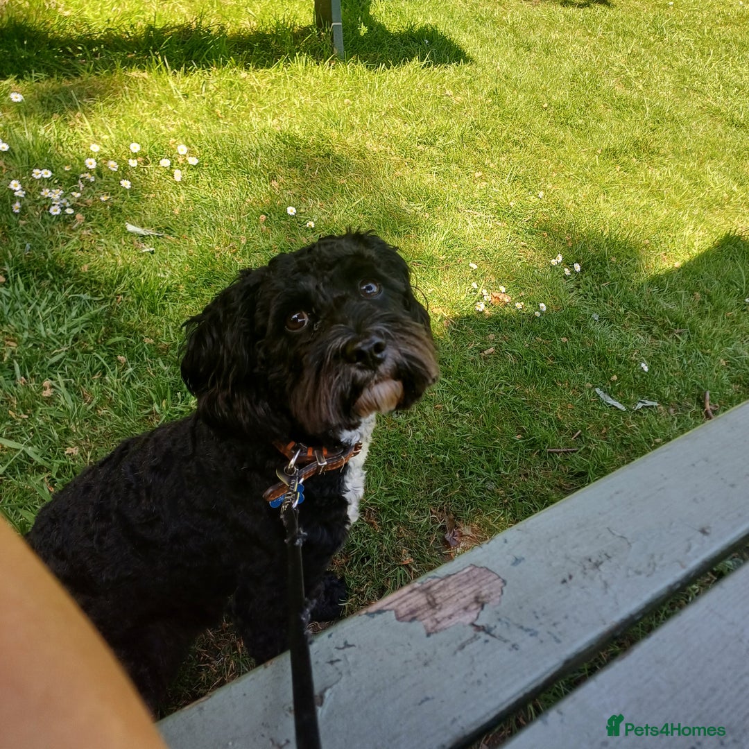 Cavapoo dogs for stud: Cavapoo for stud - Image 3
