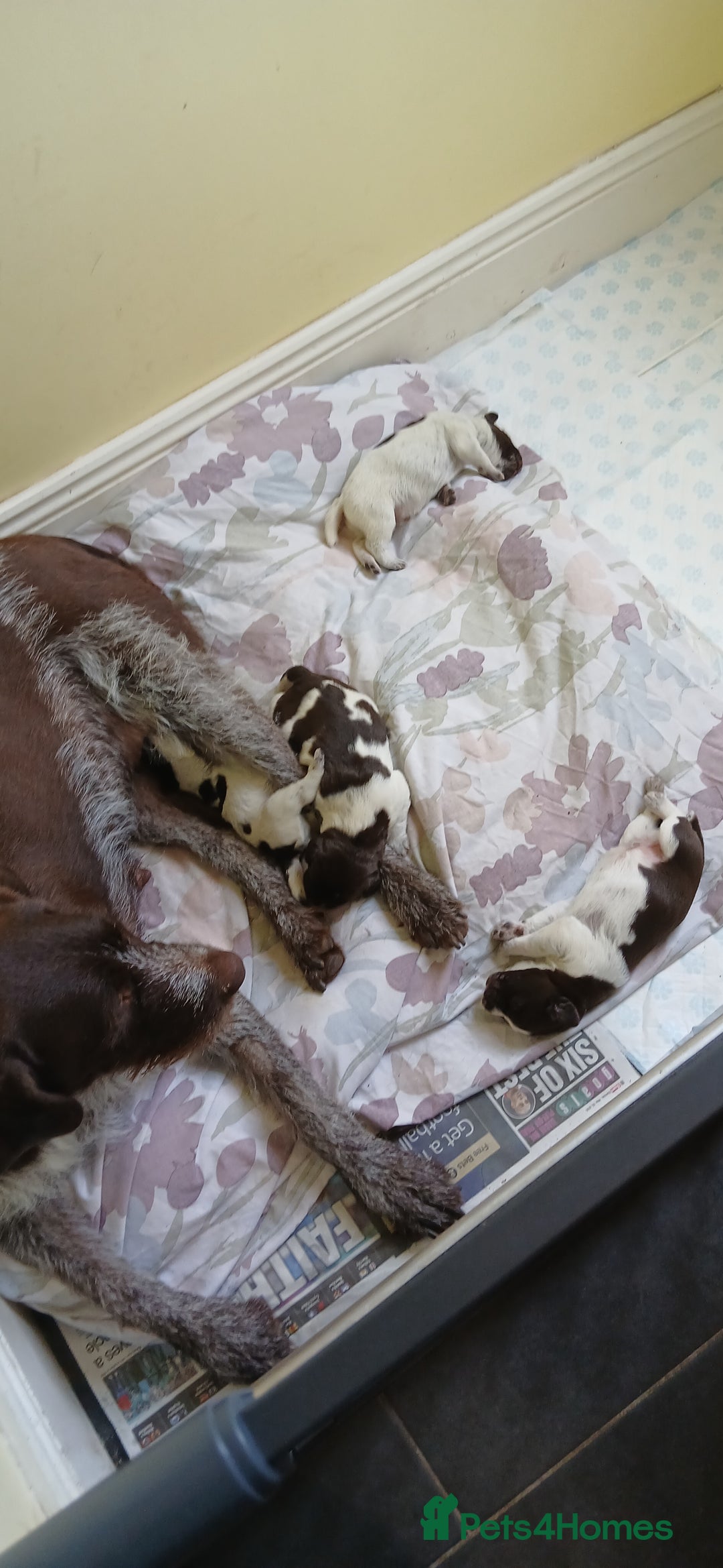 German Wirehaired Pointer dogs for sale: Stunning GWP puppies.  - Image 9