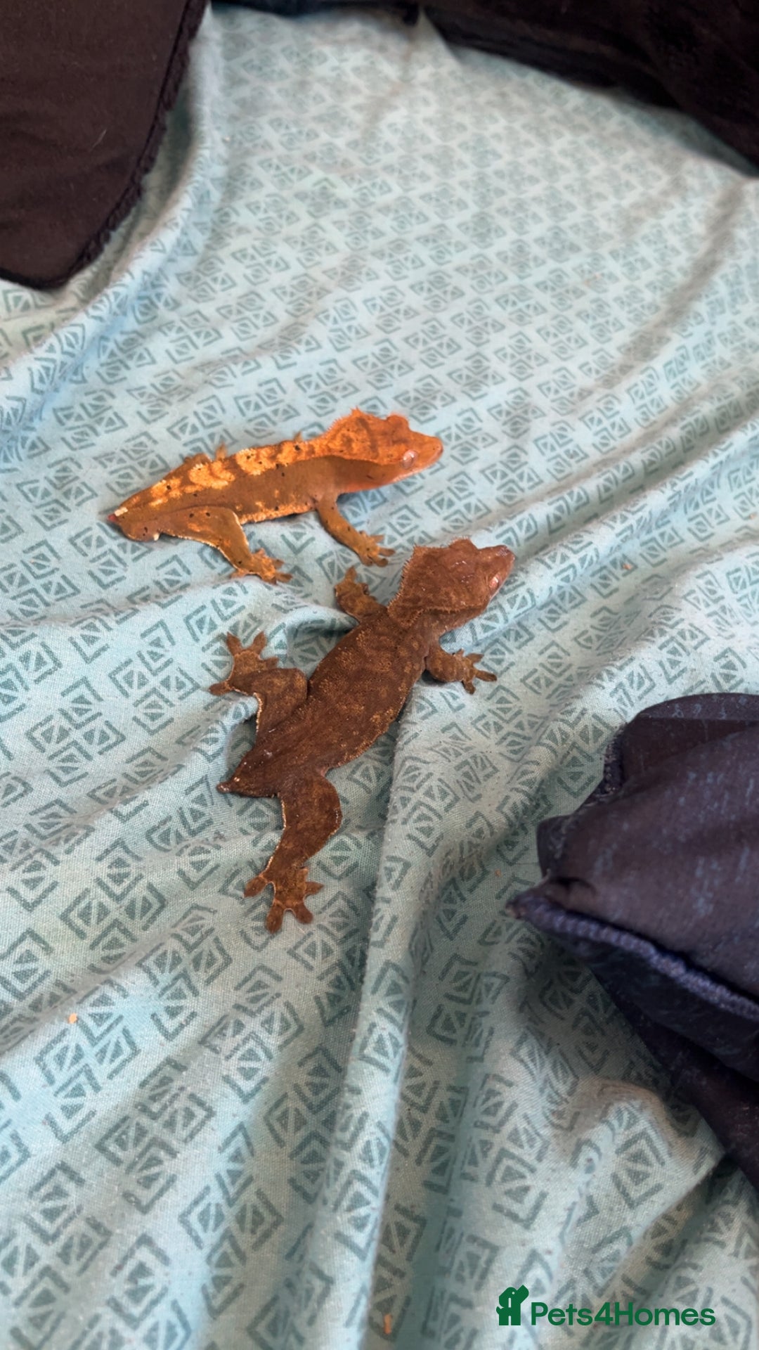 Gecko reptiles for sale: crested gecko full set up male and female  - Advert 3