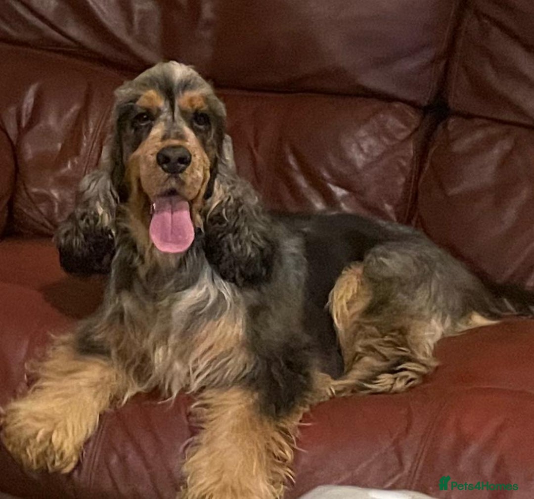 Cocker Spaniel dogs for sale: KC Registered Show Cocker Spaniel Puppies - Advert 3