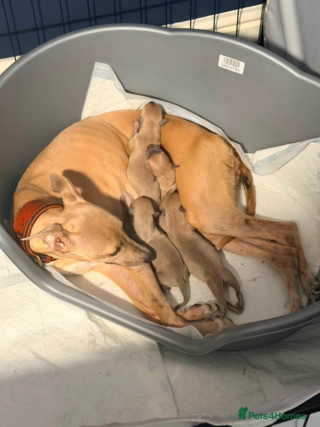 Whippet dogs for sale: Kc registered whippet male pup in Wolverhampton - Advert 2