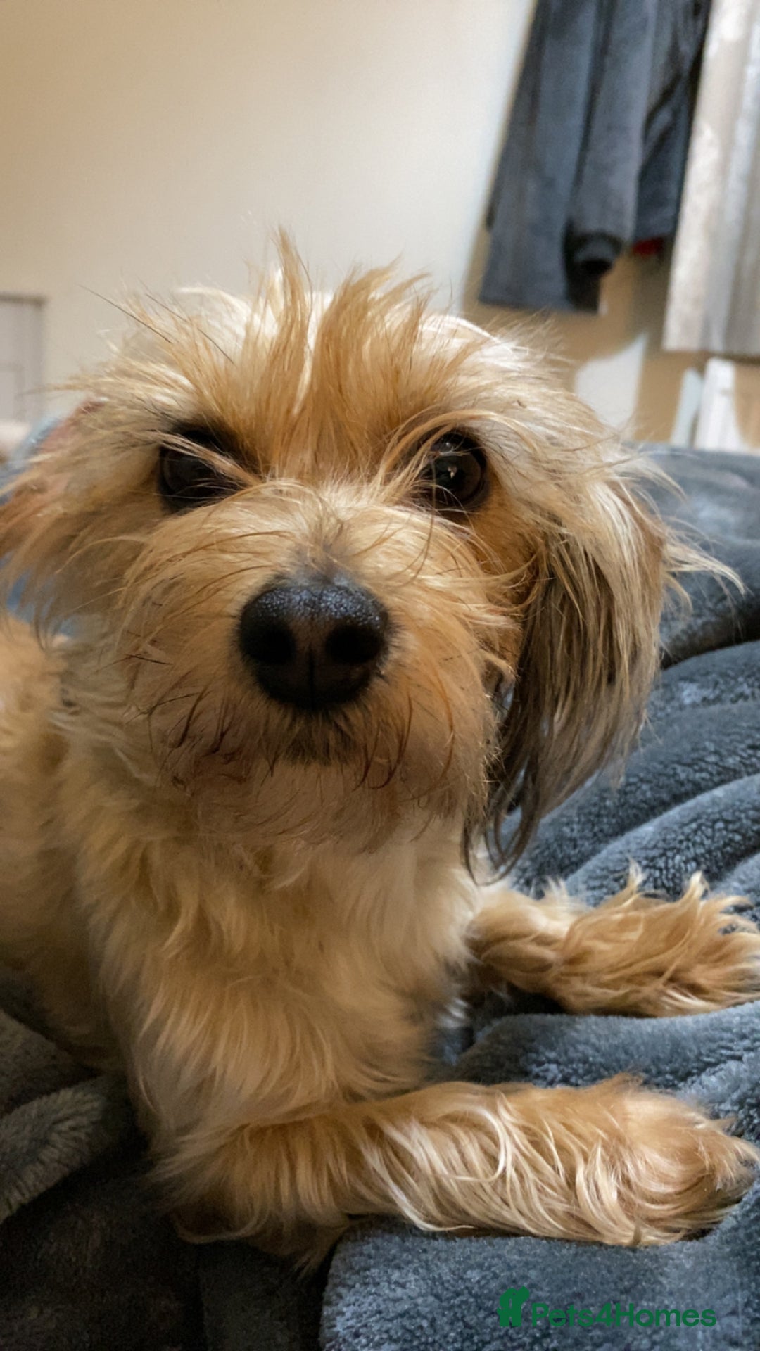 Dachshund dogs for sale: Schweenie puppies -ready to go! - Image 10