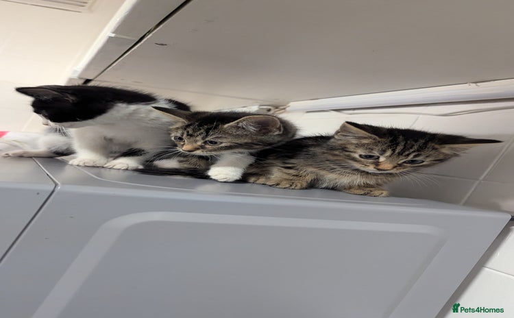Mixed Breed cats - Advert 6