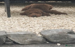 Cockapoo dogs for sale: F2b minature cockapoo  - Image 8