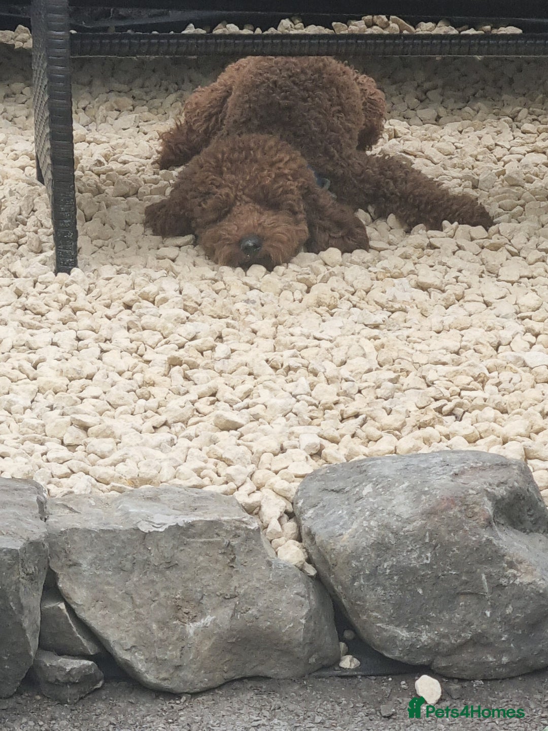 Cockapoo dogs for sale: F2b minature cockapoo  - Image 8