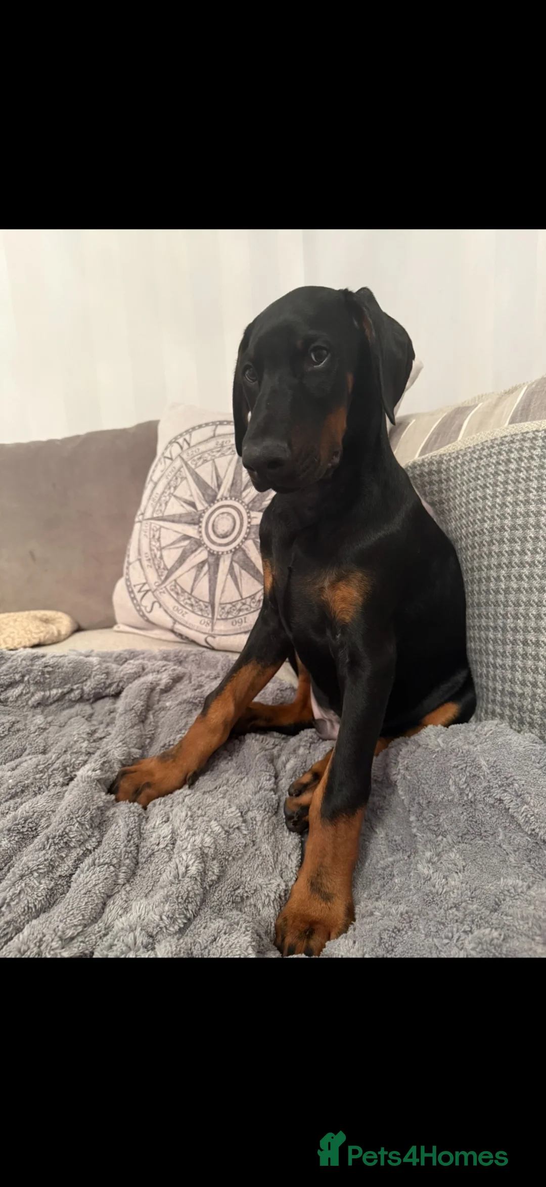 Dobermann dogs for sale: Doberman 9 months  in Berwick-upon-Tweed - Advert 2