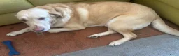 Labrador Retriever dogs for sale: Labrador Retriever - Emotional Support dog  - Advert 13