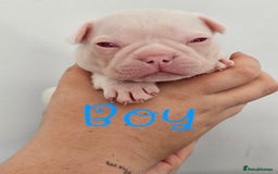 Mixed Breed dogs for sale: Last Beautiful Pink Frenchton Boy Pup Available  - Image 21