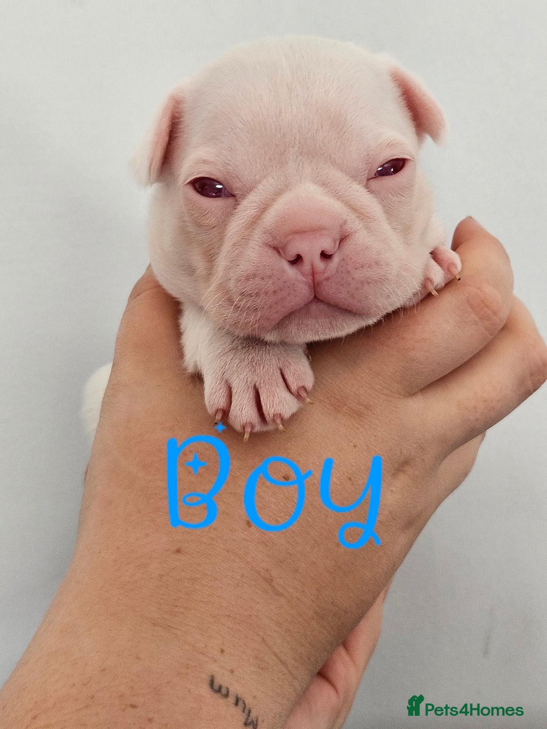 Mixed Breed dogs for sale: Last Beautiful Pink Frenchton Boy Pup Available  - Image 21