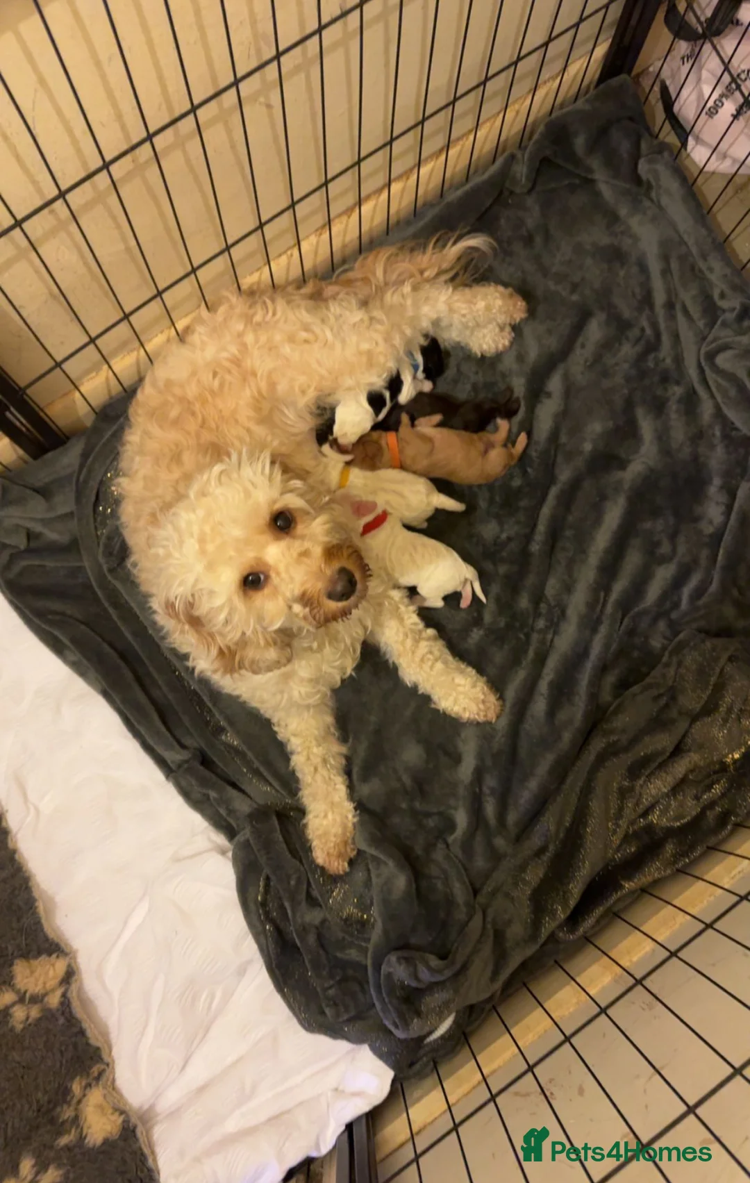 Cockapoo dogs for stud: PROVEN Chocolate brown cockapoo for stud in Boston - Advert 9