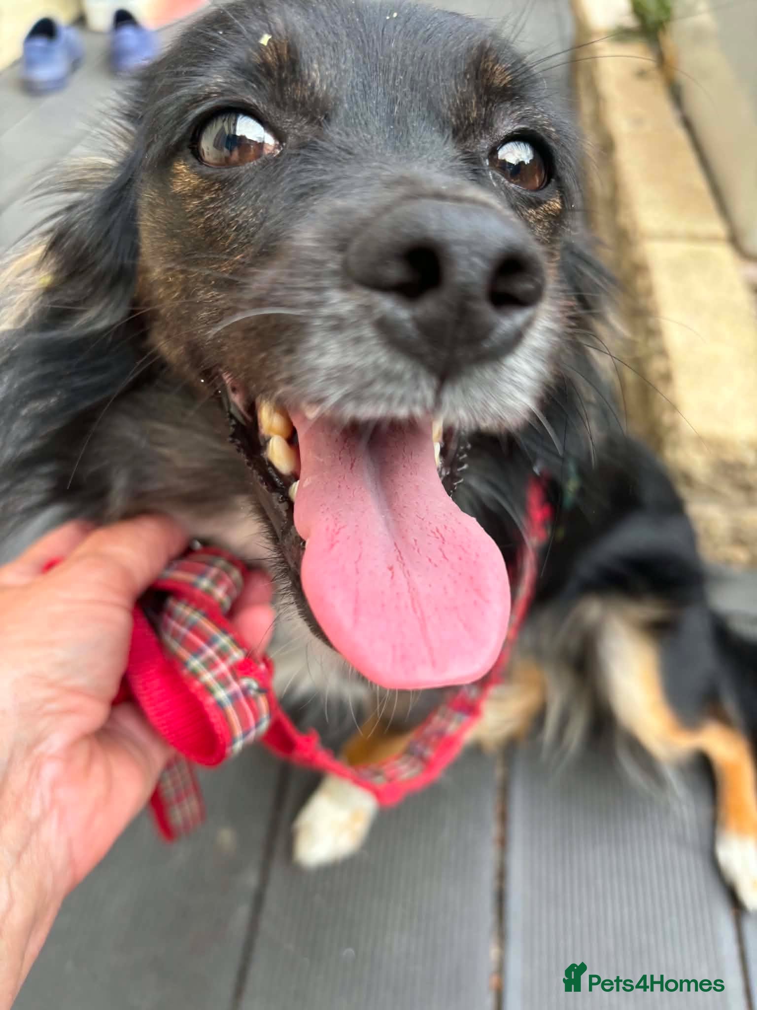 Mixed Breed dogs Mimi for adoption - Advert 1