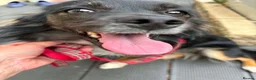 Mixed Breed dogs for adoption: Mimi for adoption in Leighton Buzzard - Advert 1