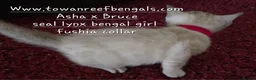Bengal cats for sale: Tica registered bengal kittens ONE LEFT - Advert 8