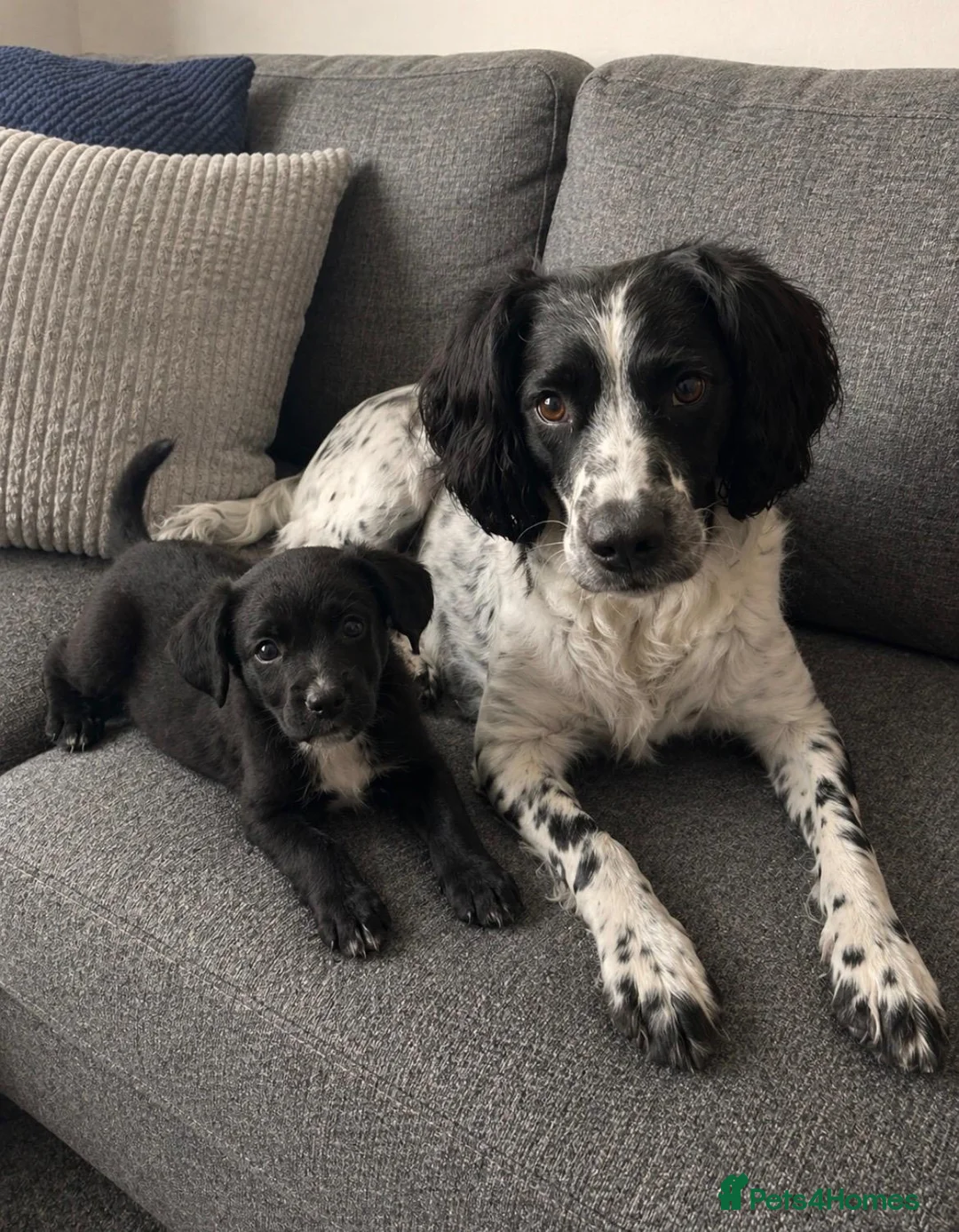 Sprocker dogs for sale: Adorable cute sprocker puppy  in Dagenham - Advert 1
