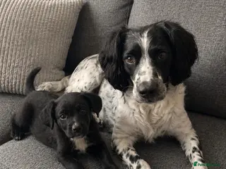 Sprocker dogs Adorable cute sprocker puppy - Advert 2