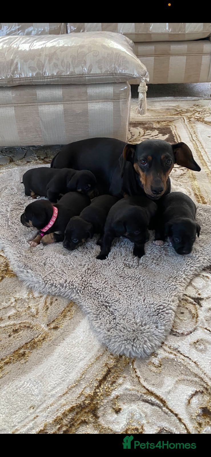 Jackshund dogs ⭐️5 BEAUTIFUL DACHUNDXJACK RUSSELLS⭐️ - Advert 9