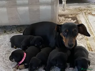 Jackshund dogs ⭐️5 BEAUTIFUL DACHUNDXJACK RUSSELLS⭐️ - Advert 9