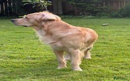 Golden Retriever dogs for stud: Dexx AKA Dexter in Oban - Image 3